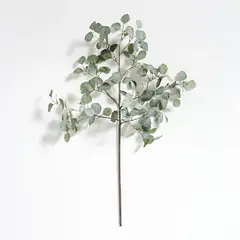 CRATE & BARREL - Tallo Grande Eucaliptus Dollar