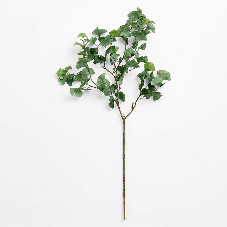 CRATE & BARREL Rama Artificial Ginkgo Verde 130Cm