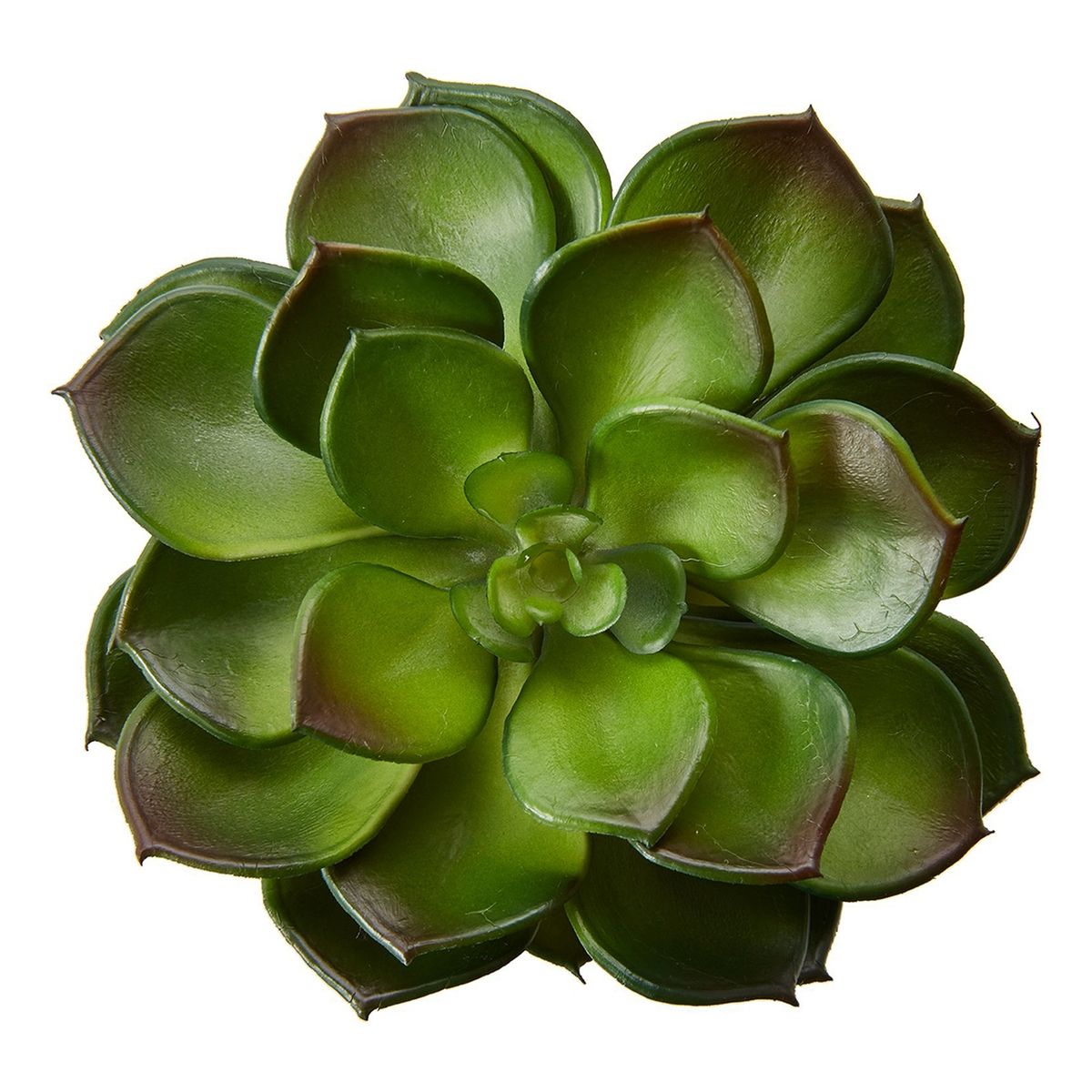 CRATE & BARREL - Vara Suculenta Verde