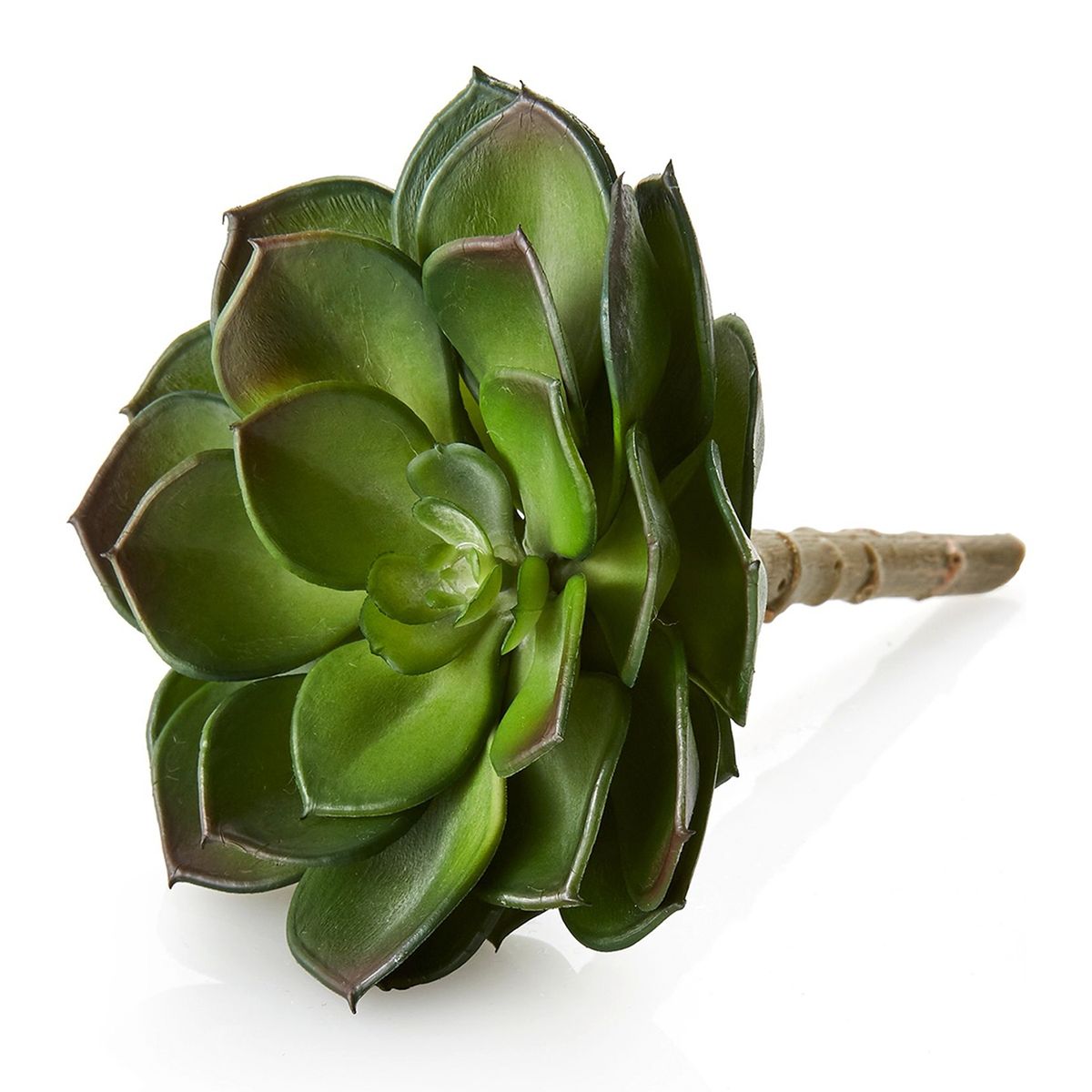 CRATE & BARREL - Vara Suculenta Verde