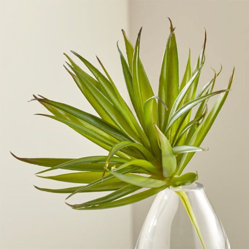 CRATE & BARREL - Suculenta Verde Yucca
