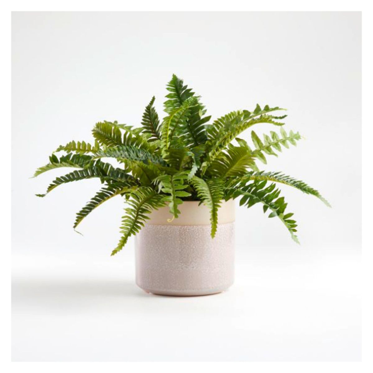 CRATE & BARREL - Macetero con helechos