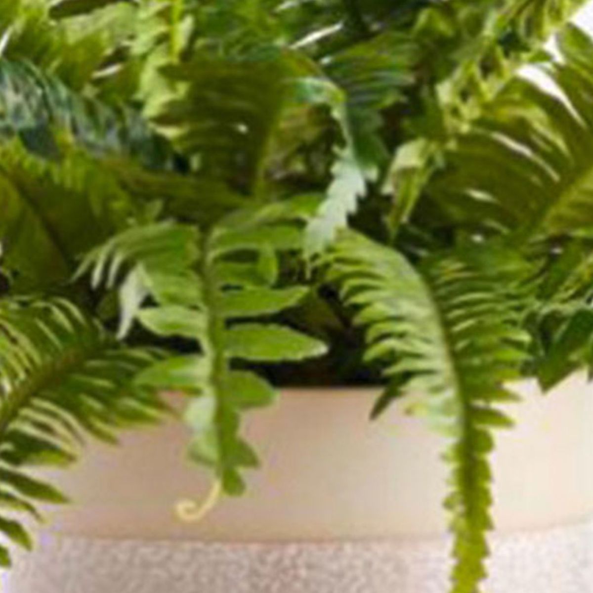 CRATE & BARREL - Macetero con helechos