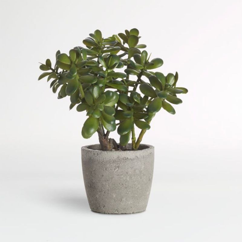 CRATE & BARREL - Jade Sintetico En Maceta Crate & Barrel