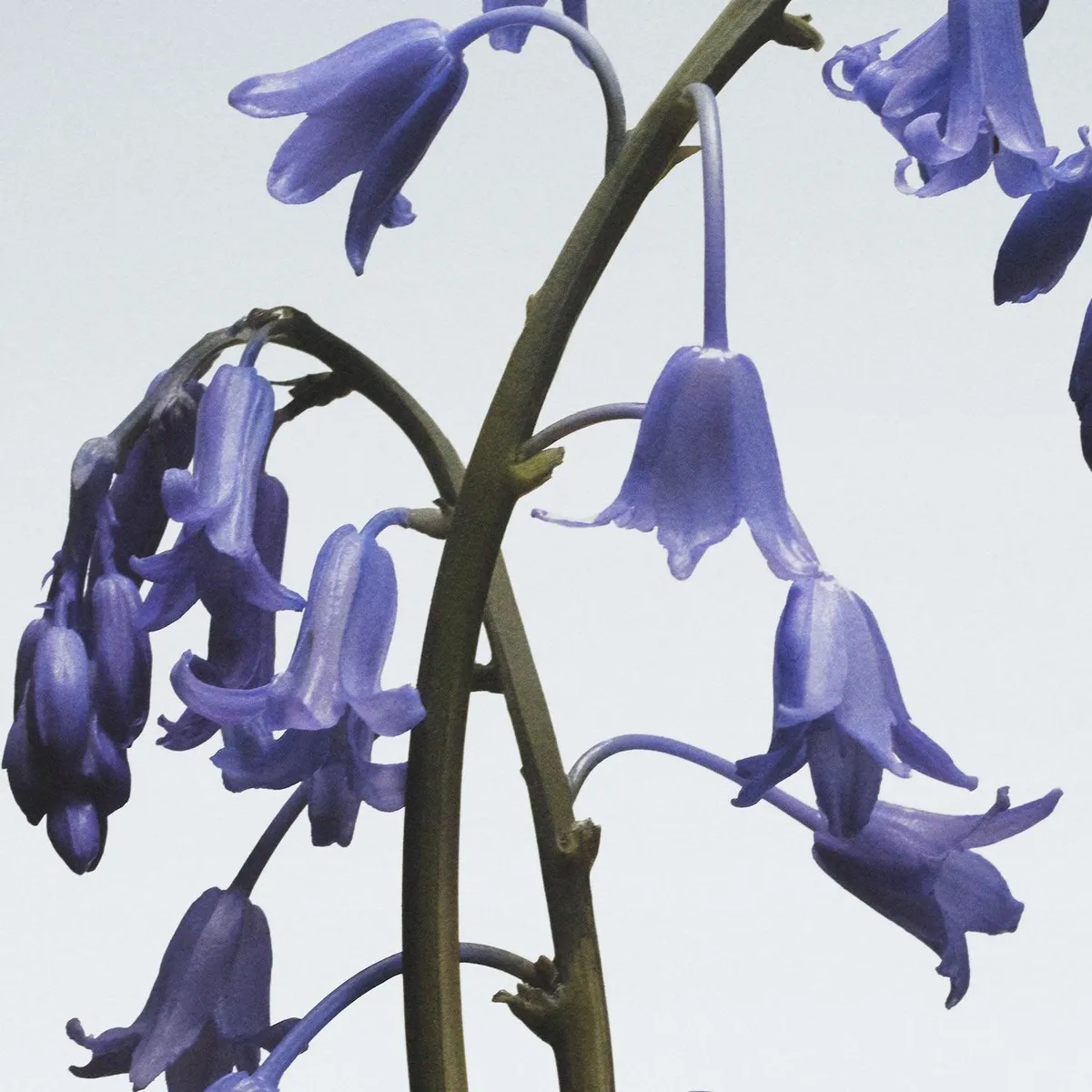 JO MALONE LONDON - Crema de Manos Wild Bluebell 30ml