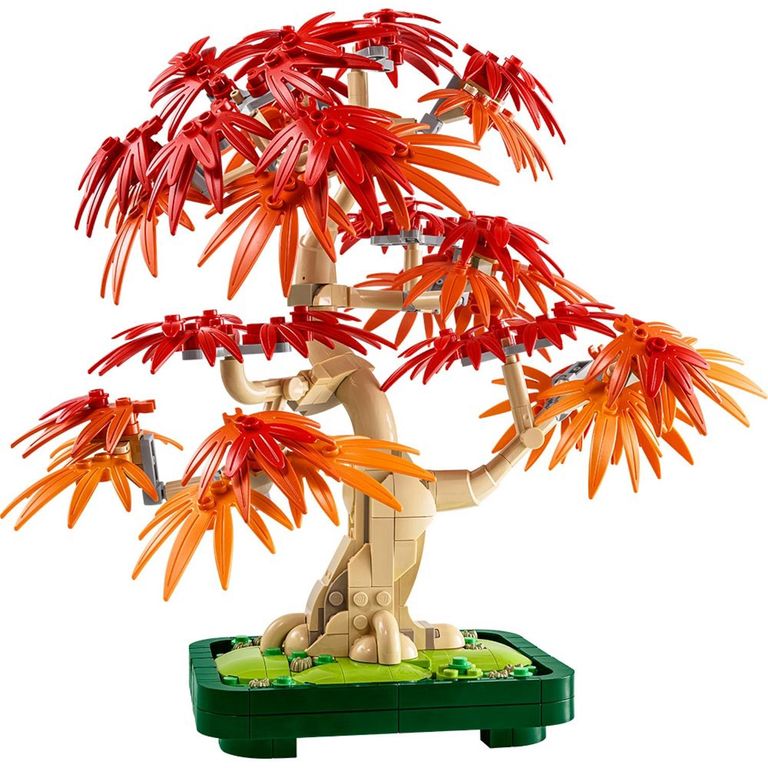 Bonsai Arce Rojo