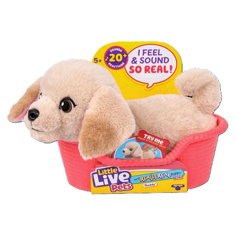 Cachorro Mini Labrador Buddy