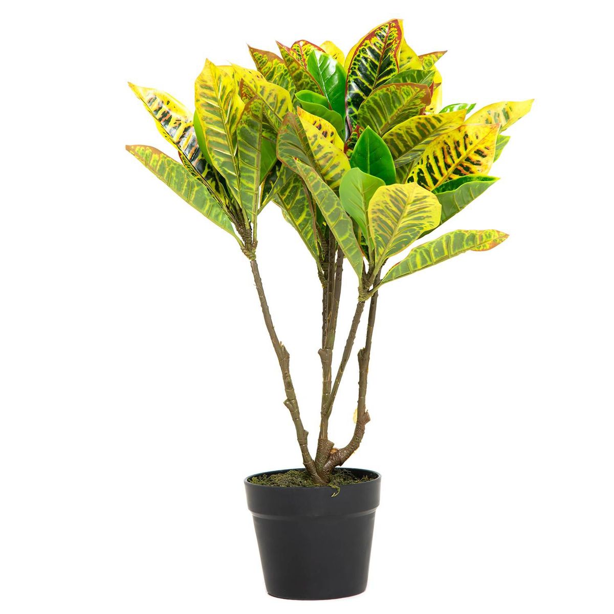 MICA - Planta Croton Verde 65Cm Mica