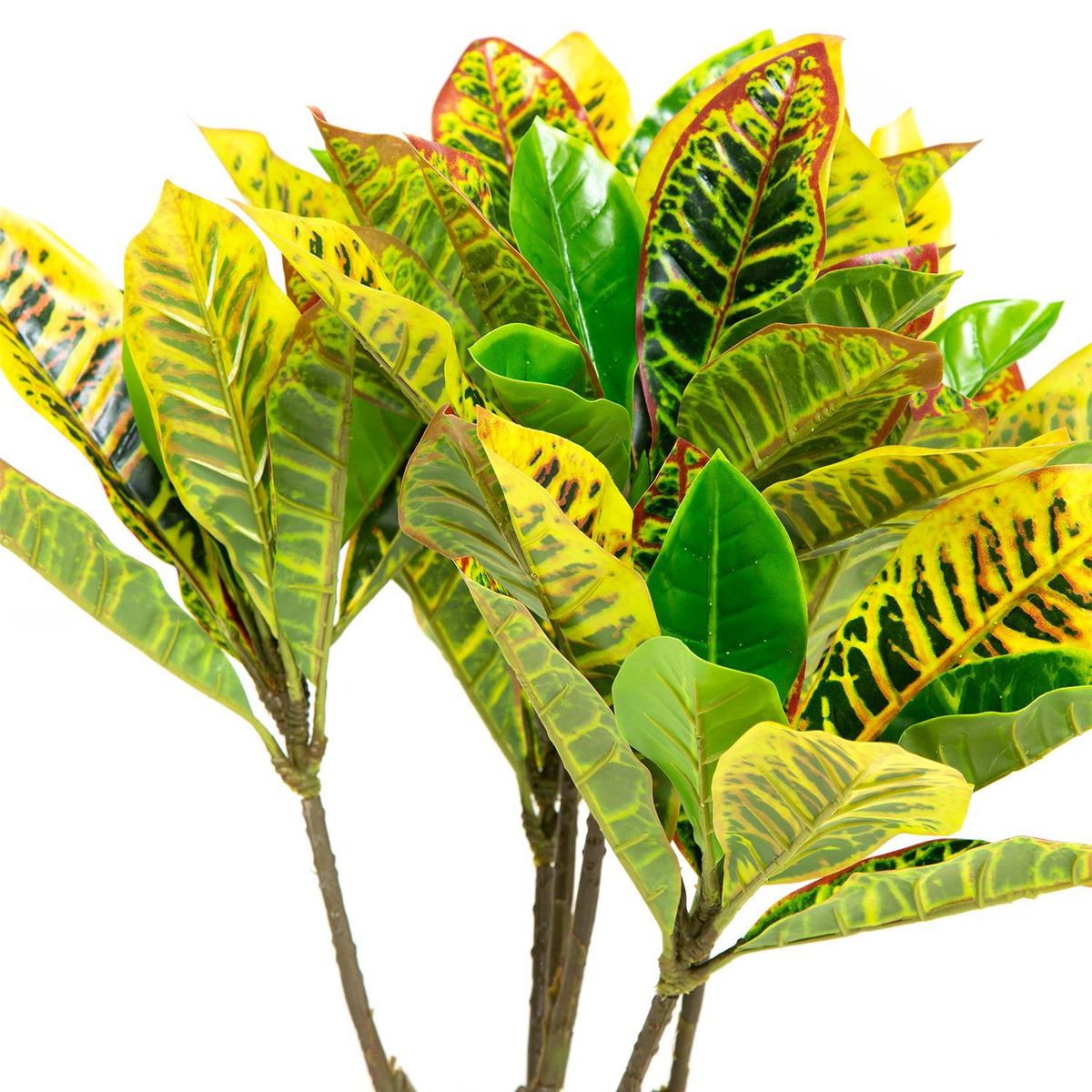 MICA - Planta Croton Verde 65Cm Mica
