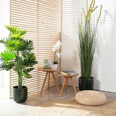 Imagen 2 del producto Plantas Plan Grand 120 Cm