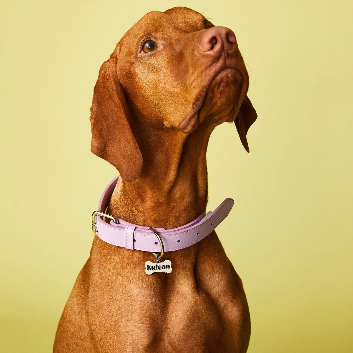 KULCAN - Collar Perro Grande 40 A 50 Cm Talla L Kulcan