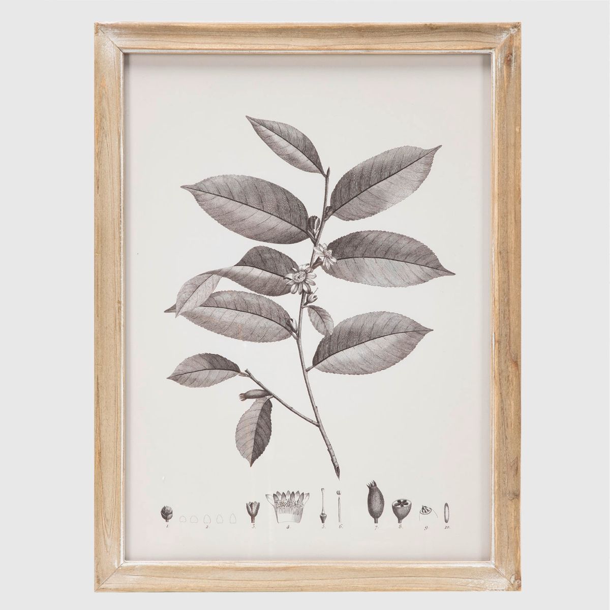 BASEMENT HOME - Set de 2 Cuadros Decorativos Basement Home Diseño Botánico