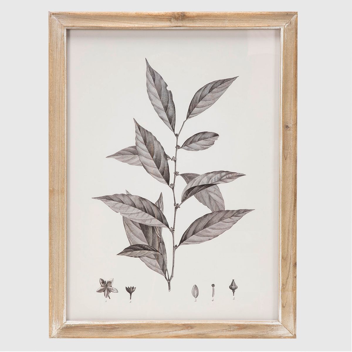 BASEMENT HOME - Set de 2 Cuadros Decorativos Basement Home Diseño Botánico