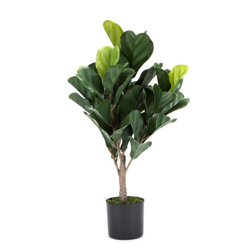 MICA - Ficus Lirata 66Cm Mica