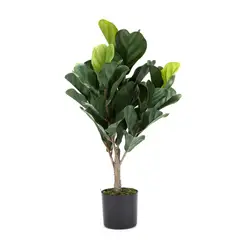 MICA - Ficus Lirata 66Cm