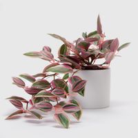 Planta Artificial Colgante Cebrina Con Macetero 10X10 Cm