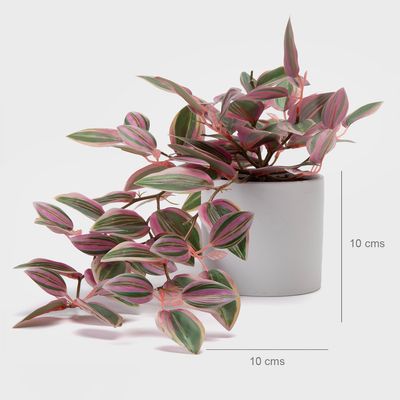 Imagen 2 del producto Planta Artificial Colgante Cebrina Con Macetero 10X10 Cm