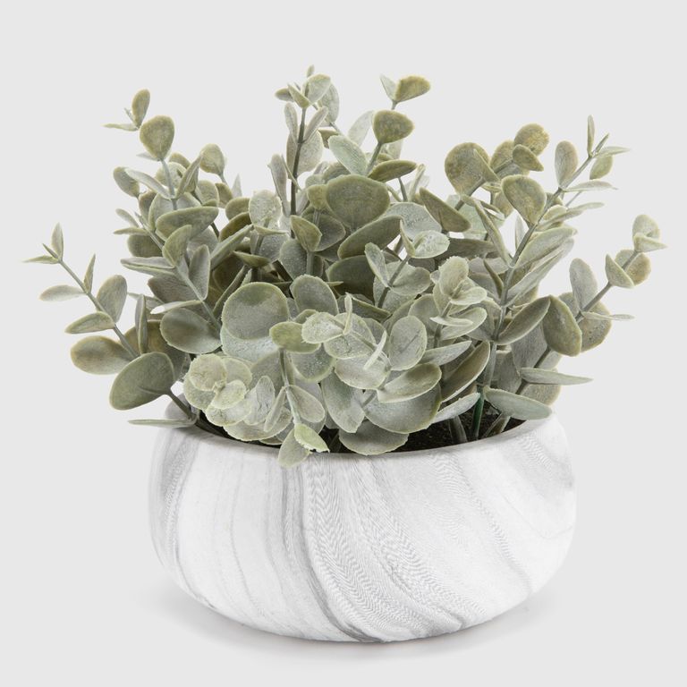 Planta S Eucalipto