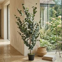 Planta Grande Eucalipto 120 Cm