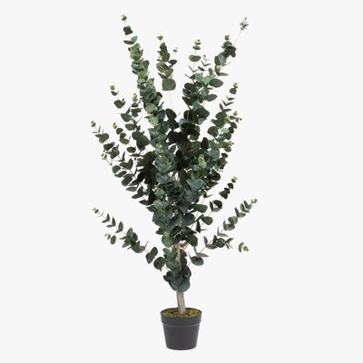 Imagen 2 del producto Planta Grande Eucalipto 120 Cm