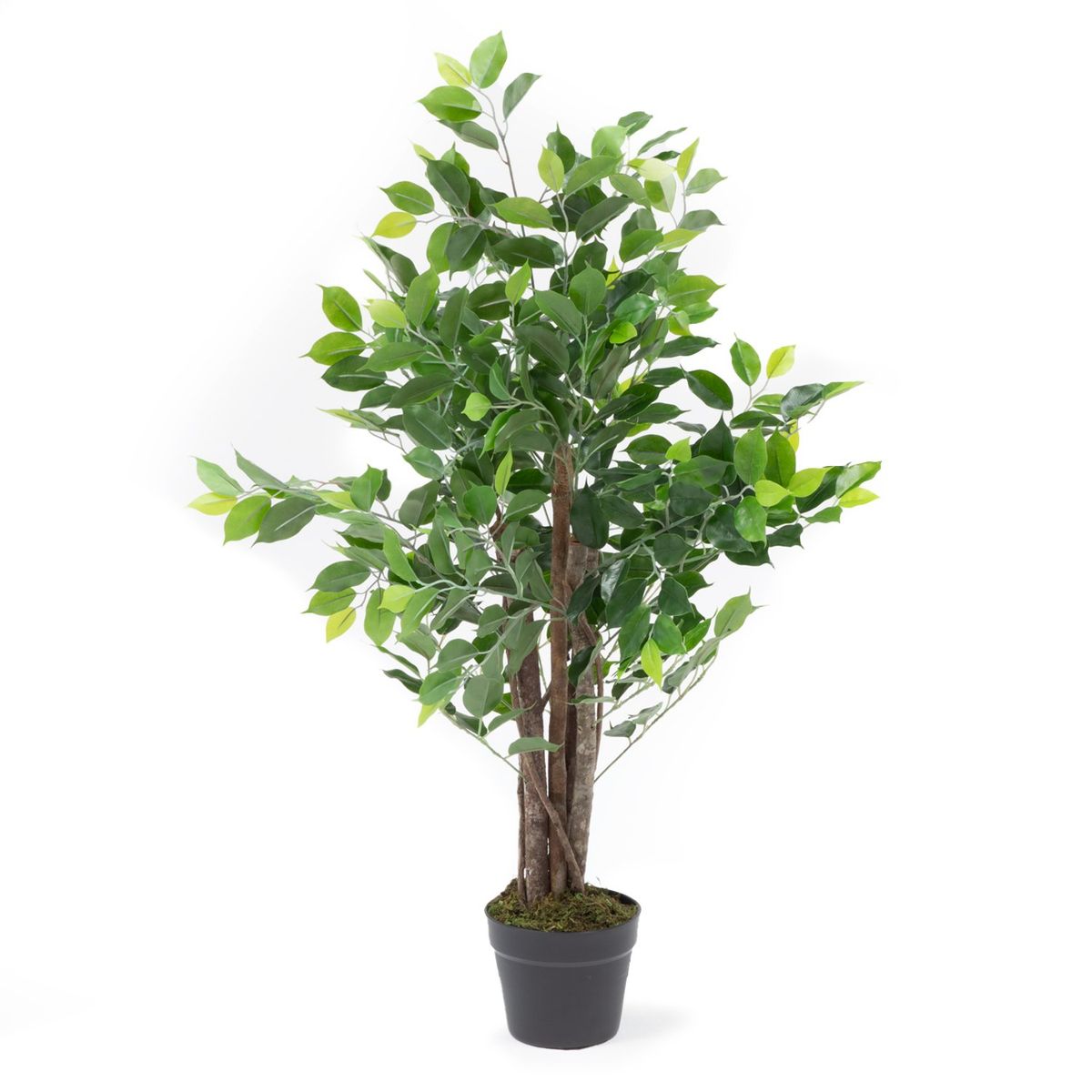 MICA - Planta Grande Ficus 90cm Mica