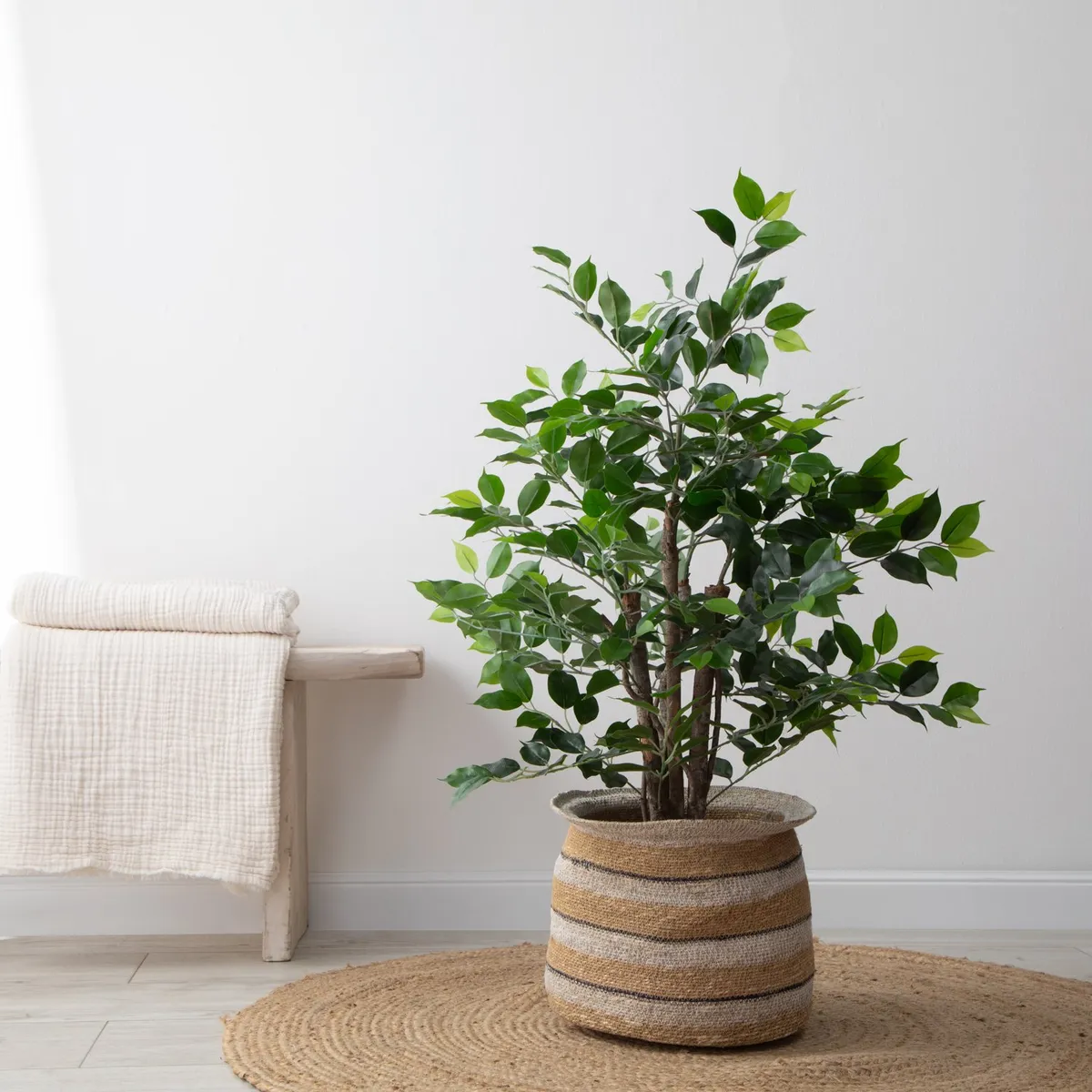 MICA - Planta Grande Ficus 90cm Mica