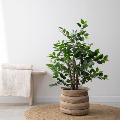 Imagen 2 del producto Planta Grande Ficus 90cm