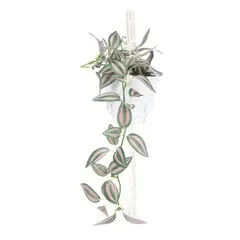 MICA - Planta Colgante Cebrina 61Cm