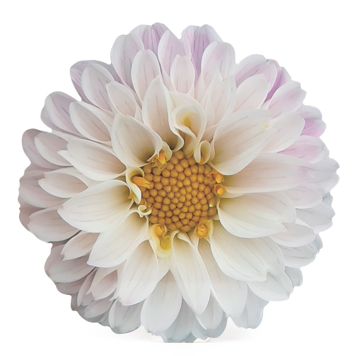 ROBERTA ALLEN - Individual Flor Flori Naif Gipsy Roberta Allen