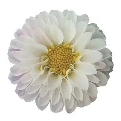 ROBERTA ALLEN - Individual Flor Flori Naif Gipsy