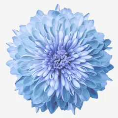 ROBERTA ALLEN - Individual Flor Flori Naif Gipsy