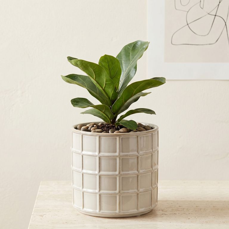 Macetero Cerámica 13 Cm Decoración