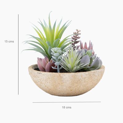 Imagen 2 del producto Suculentas 18X15 Cm