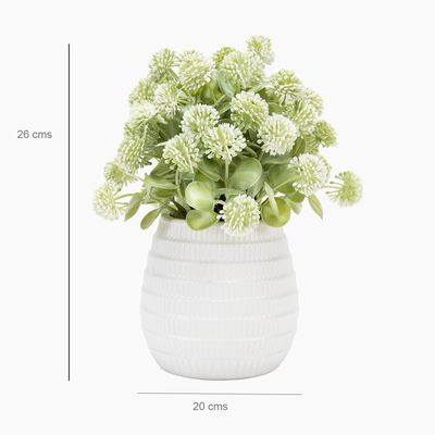 Imagen 2 del producto Planta Pompon 26X20 Cm