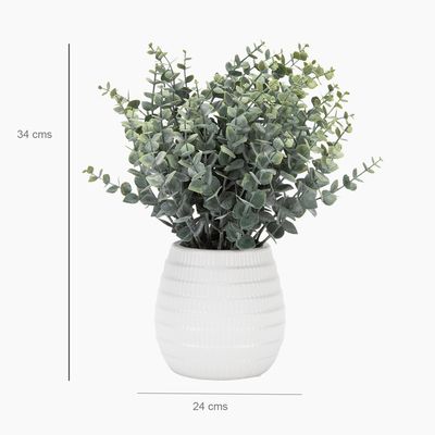 Imagen 2 del producto Planta Eucaliptus 24X24 Cm