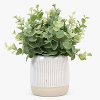 Planta Eucaliptus 10X22 Cm