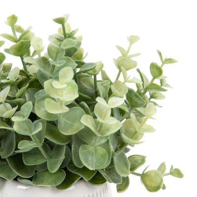 Imagen 2 del producto Planta Eucaliptus 10X22 Cm