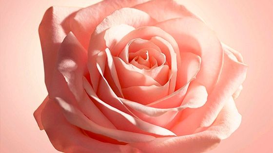 Ingrediente de rosa