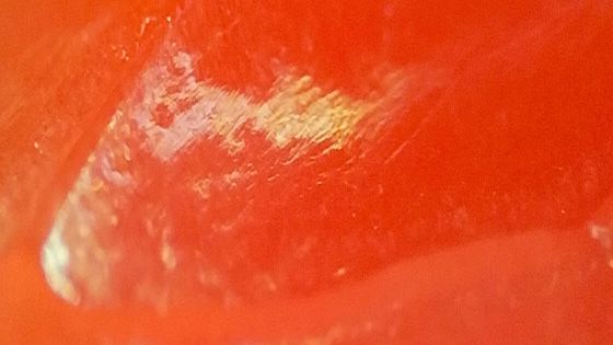 Descubre el mundo microscópico