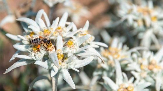 Flor Edelweiss