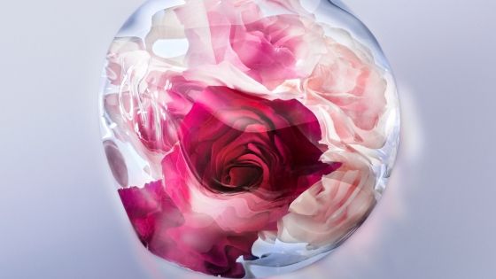La Vie est Belle Rose Extraordinaire