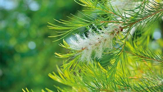 Tea Tree