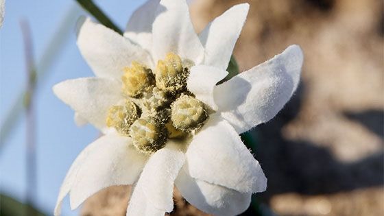 Flor Edelweiss