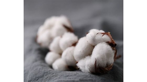 TOALLAS 500 GR