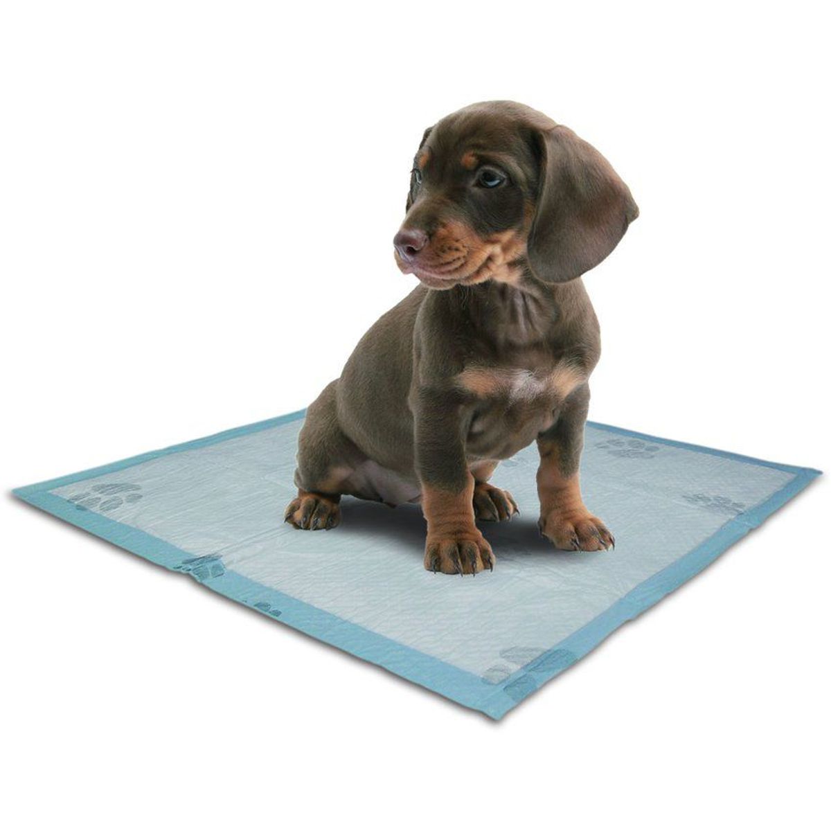 HALLY PET - 60 unidades de tapetes entrenador para perros azul.---_.