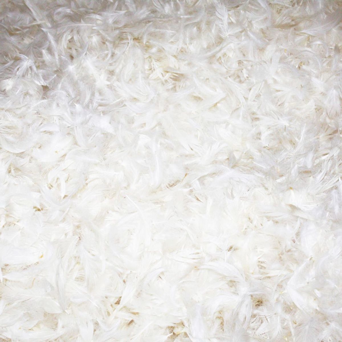 PLUMA HOME - Plumón 100 Plumas DOWN Pecho Pato / COBIJA PLUMA DOBLE