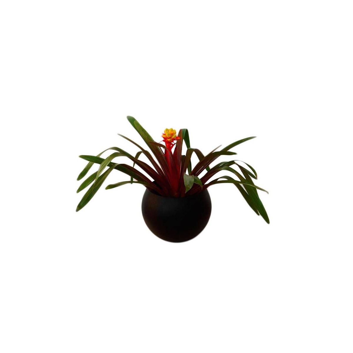 RENOVEMOS - Matera esférica redonda 16 cm negra