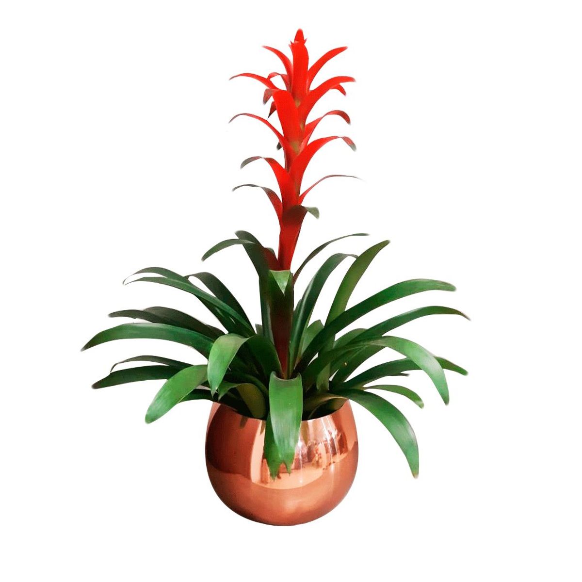 RENOVEMOS - Matera esférica redonda 25 cm Cobre