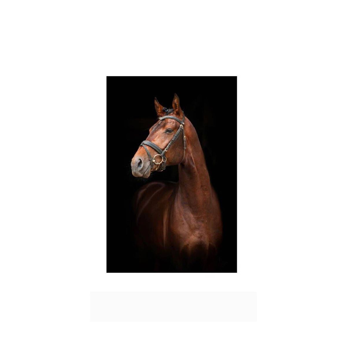 EKONOMODO COLOMBIA - Cuadro Mdf Cara Caballo Rafe 120X180X5Cm