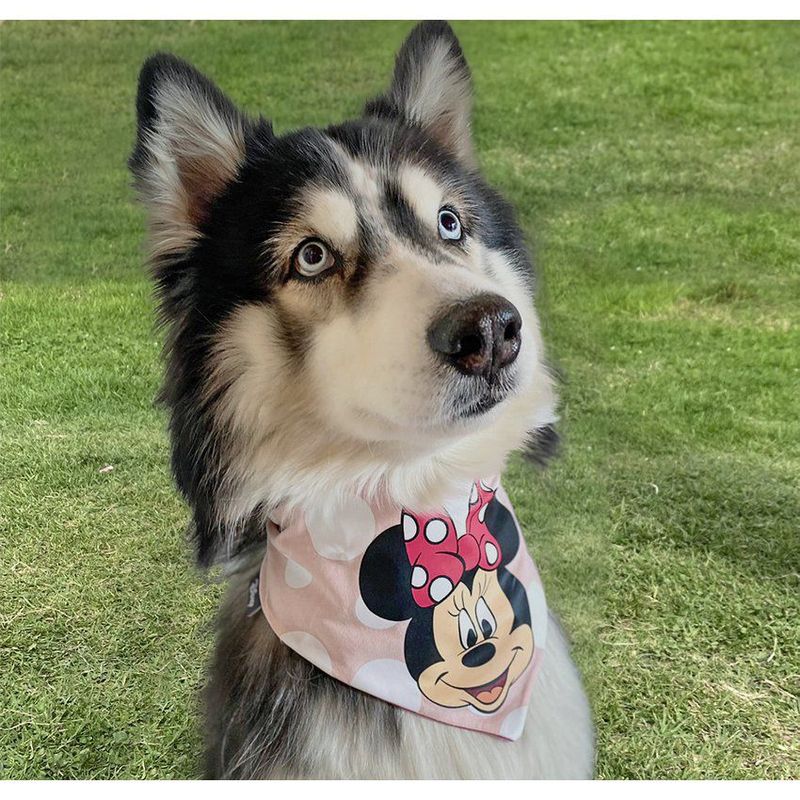 DISNEY - Ropa para mascotas - pañoleta minnie mouse T L-XL